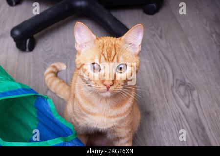 Rote Katze mit einem Nahporträt von Augenschmerzen Stockfoto