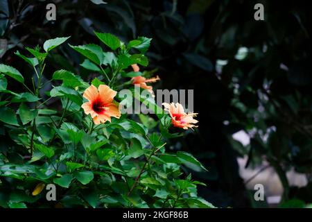 Orange Hibiscus Rosa Sinensis Blume Und Pflanze Stockfoto