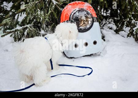 Graue Katze im Rucksack mit Bullauge im Winter Schneepark Wald im Freien. Hauskatze schaut aus dem Fenster des durchsichtigen Rucksacks und trifft Hund ein Stockfoto