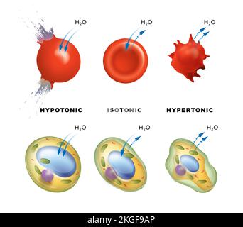 Der osmotische Druck in pflanzlichen und tierischen Zellen Stockfoto
