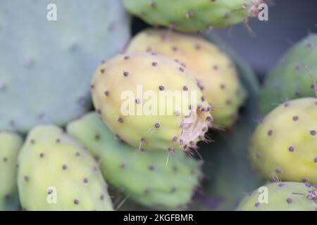 Grüne und gelbe Stachelbirnen oder opuntia ficus indica Stockfoto