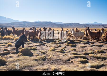 Weibliche Touristen, die eine nahe Schar Lamas fotografieren, die frei auf dem Altiplano (Hochebene) in der Provinz Sur Lípez, Bolivien, umherstreifen Stockfoto