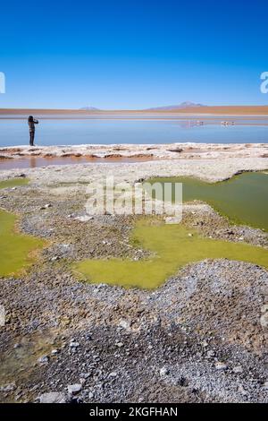 Sie fotografiert Laguna Hedionda mit einer Schar Flamingos im Hintergrund auf der Altiplano (Hochebene), der Provinz Sur Lípez, Bolivien Stockfoto