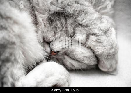 Die Katze schläft. Nahaufnahme der Schnauze einer schlafenden Katze mit geschlossenen Augen. Vor dem Hintergrund einer leichten Decke. Lieblingstiere, Katzenfutter. Stockfoto