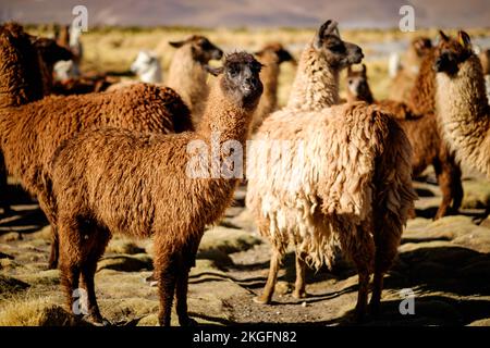 Lamas-Herde, die frei auf der Altiplano (Hochebene) in der Provinz Sur Lípez, Bolivien, umherstreifen Stockfoto