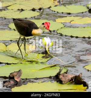 Die Wabenkammjacana (Irediparra gallinacea), auch bekannt als Lotusvogel oder Lilitrotter, ist die einzige Art von Jacana in der Gattung Irediparra. Stockfoto