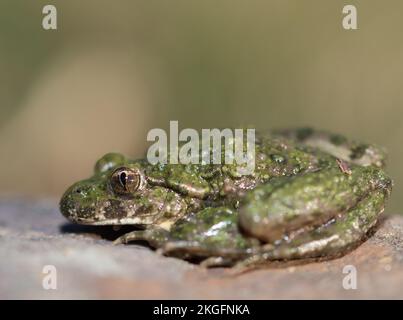 Nahaufnahme des Petersilie-Frosches (Pelodytes punctatus) auf unscharfem Hintergrund Stockfoto