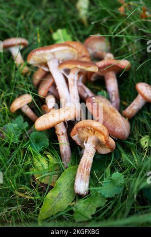 Viele Steinpilze unterschiedlicher Größe auf einer grünen Wiese im Wald. Ökotourismus in einem schönen Wald. Pilze mit schönen Kappen Stockfoto