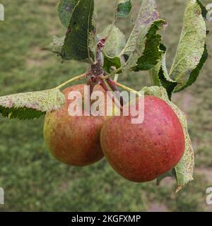 Ast mit Jonagold-Äpfeln, die von einem Baum hängen. Selektiver Fokus auf die Früchte. Stockfoto