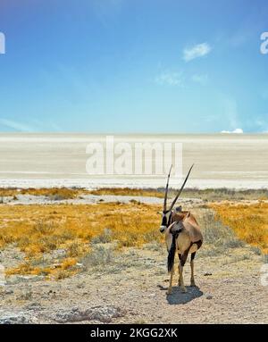 Gemsbok Oryx steht am Rand der Etosha Flachpfanne, mit einem endlosen leeren Horizont Stockfoto