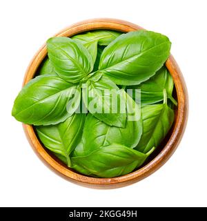 Frische süße Basilikumblätter in einer Holzschüssel. Ocimum basilicum, ein kulinarisches Kraut der Minzfamilie Lamiacea, auch bekannt als großes Basilikum oder Genovesisches Basilikum. Stockfoto