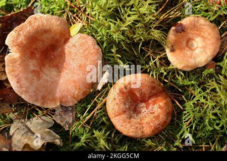 Auf der linken und rechten Seite befindet sich die bedingt essbare Wollmilchkappe, in der Mitte die leckere und essbare Pilzsafranmilchkappe. Stockfoto