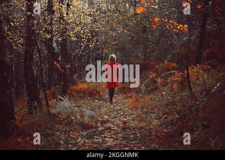 Ein Spaziergang im Herbstwald Stockfoto