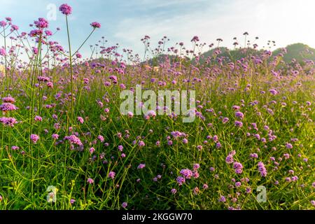 Verbena bonariensis violetta im Gartenfeld der violetten Blüten des Verbena bonariensis-Hintergrunds Purpletop Eisenkraut-Blume. Stockfoto