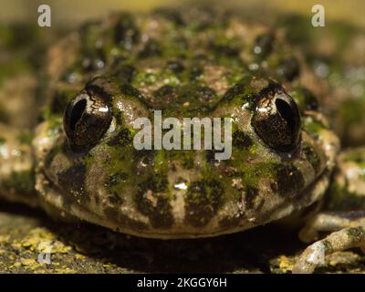 Nahaufnahme eines unheimlich aussehenden Petersilie-Frosches (Pelodytes punctatus) Stockfoto