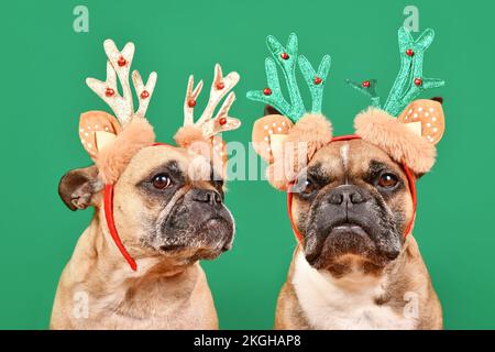 Zwei französische Bulldoggen, die ein passendes weihnachtliches Rentiergeweih vor grünem Hintergrund tragen Stockfoto