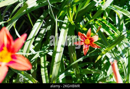 Eine orangefarbene Tageslilie, Hemerocallis fulva in grünem Laub. Stockfoto