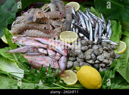 Frischer Fisch aus der Adria: Meerbarbe, Mantis-Garnelen, Sardellen, Muscheln, alles gut für die Gesundheit und reich an Omega 3. Der nicht hohen Kosten in dieser Periode. Stockfoto