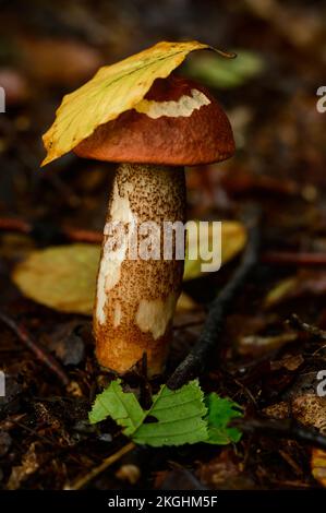 Ein im Wald wachsender Leccinum-Pilz, junger herbstlicher roter Pilz, essbarer Pilz und Pilzsaison im Wald. Stockfoto