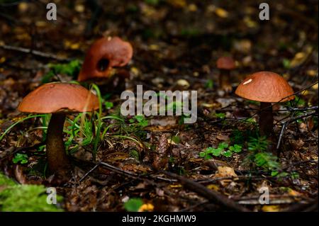 Eine Gruppe von Steinpilzen zwischen Blättern und Moos im Herbstwald, ruhige Pilzjagd, essbare Steinpilze. Stockfoto