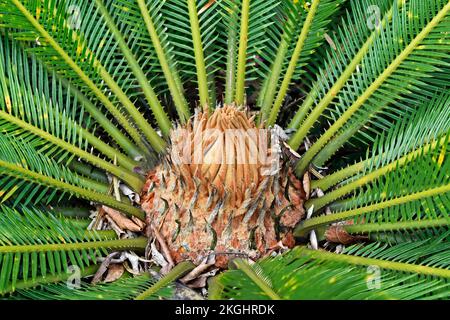 Sago Palm New leaf (Cycas revoluta), Teresopolis, Rio de Janeiro, Brasilien Stockfoto