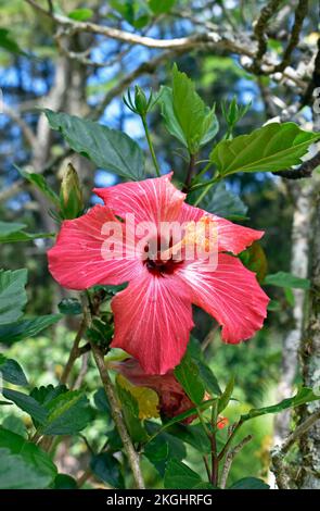 Rosafarbene Hibiskusblume im tropischen Garten Stockfoto