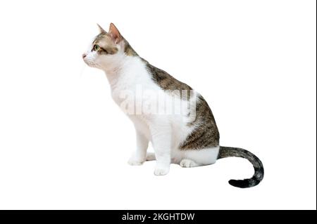 Weiße Katze mit schwarzen Streifen, weißer Hintergrund, isolieren Stockfoto