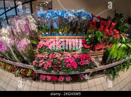 Cuneo, Italien - 22. November 2022: Stall mit Blumen und Pflanzen, verschiedenen Arten von Orchideen und Cyclamen und der blauen Orchidee im italienischen Supermarkt, Stockfoto