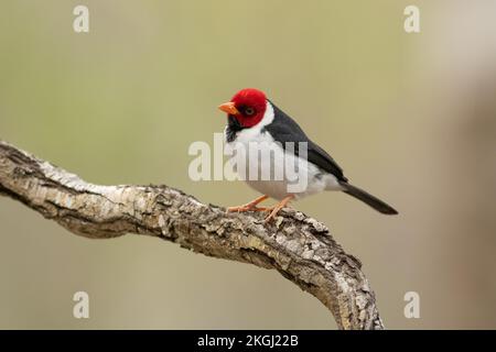 Ein gelber Kardinal (Paroaria capitata) aus dem Pantanal, Brasilien Stockfoto