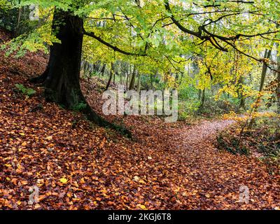 Mackintosh Park im Herbst Knaresborough North Yorkshire England Stockfoto