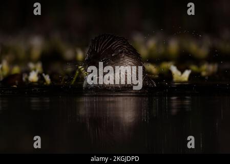 Otterfischen im Wasser bei Nacht Stockfoto