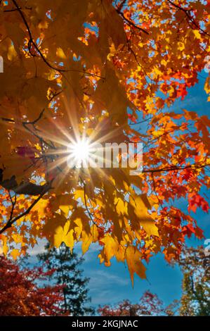 Sonnenlicht erzeugt einen Sonnenschein in den Ahornblättern in ihrer Herbstpracht. Stockfoto