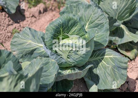 Kohl - ein Kohlkopf mit großen grünen Blättern in Reihen auf dem Feld Stockfoto