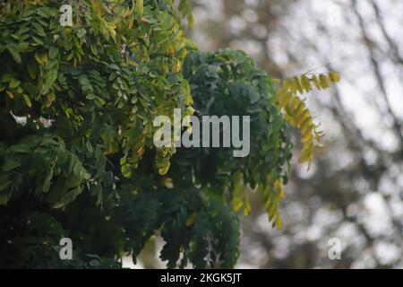 Blätter hängen an einem Baum vor einem anderen Baum. Stockfoto