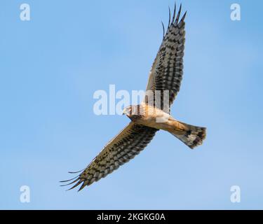 Eine nördliche Weihe, die in einem Sumpf entlang fliegt Stockfoto