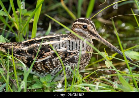 Ein Wilsons Snipe versteckt sich im Gras am Lake Apopka, FL Stockfoto