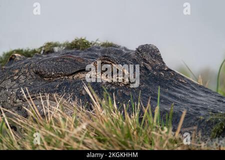 Ein Alligator am Ufer eines Kanals am Lake Apopka, Florida. Stockfoto