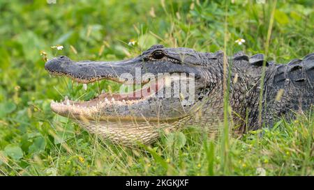 Ein amerikanischer Alligator am Lake Apopka Stockfoto