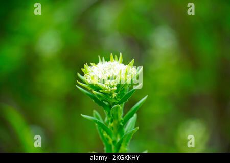 Nahaufnahme der Feldkresse. Pflanzen in natürlicher Umgebung mit grünem Hintergrund. Lepidium-Campestre. Stockfoto