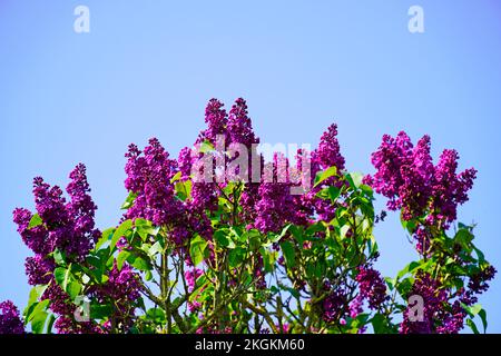 Blühender lilafarbener Baum mit blauem Himmelshintergrund. Stockfoto