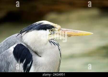 Porträt des grauen Reiherons in seitlicher Nahaufnahme. Ardea cinerea. Stockfoto