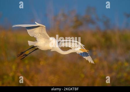 Ein großer Reiher, der am frühen Morgen zu einer Landung kommt (Apopka, FL) Stockfoto