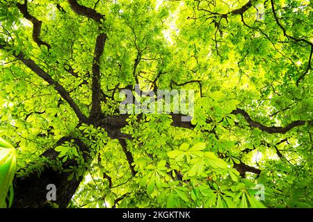 Blick auf die Krone eines Kastanienbaums mit frischen Blättern. Grüner natürlicher Hintergrund im Sommer. Stockfoto