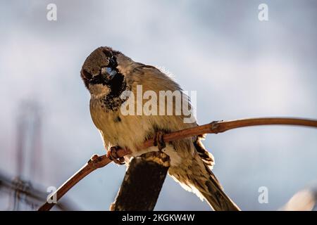 Untere Nahaufnahme eines eurasischen Baumspatzenvogel, der an sonnigen Tagen auf einem Baumzweig auf einem verschwommenen Himmelshintergrund sitzt Stockfoto