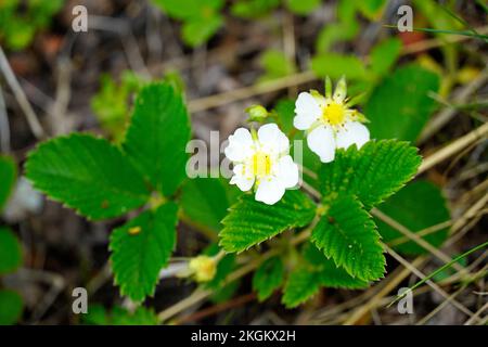 Blühende Erdbeere. Nahaufnahme der Pflanze in der Natur. Fragaria viridis. Stockfoto