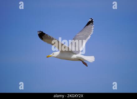 Möwe im Flug. Blauer Himmel im Hintergrund. Stockfoto
