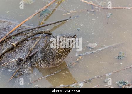 Afrikanische Weichschildkröte (Trionyx triunguis, Trionychidae) – HaTzabim-Brücke, Kfar Vitkin, Israel. Stockfoto