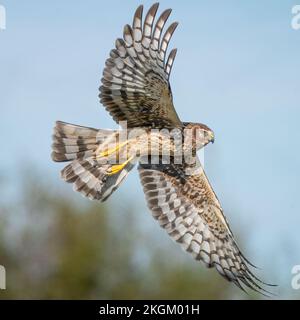 Eine nördliche Weihe, die in einem Sumpf entlang fliegt Stockfoto