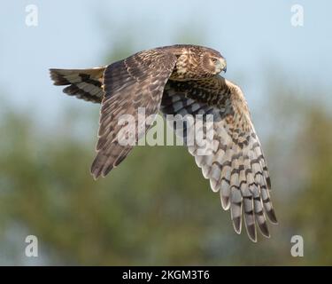 Nördlicher Harrier, der an einem Sumpf entlang fliegt Stockfoto