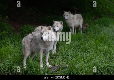 Drei arktische Wölfe und Welpen stehen im Frühling in Kanada im Gras Stockfoto